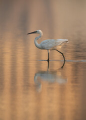 Western reef heron in the golden light, Bahrain