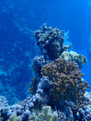 Corals in Egypt