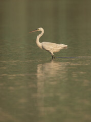 Western reef heron on green background, Bahrain