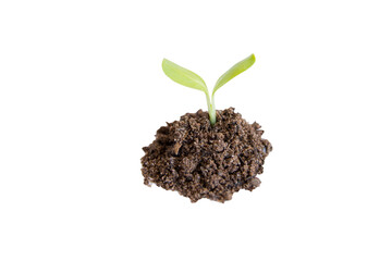 Green sunflower sprout growing