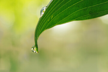 Morning Dew