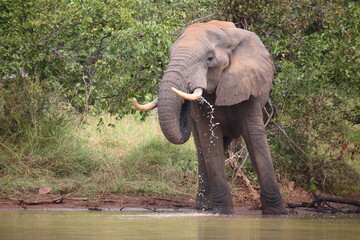 Afrikanischer Elefant / African elephant / Loxodonta africana