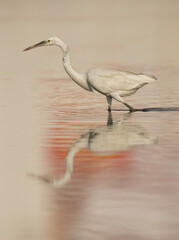 Western reef heron and beautiful light, Bahrain