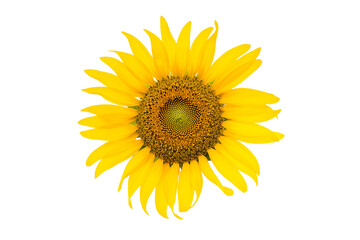 Sunflower Isolated on white background with clipping path