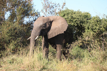Obraz premium Afrikanischer Elefant / African elephant / Loxodonta africana