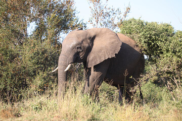 Obraz premium Afrikanischer Elefant / African elephant / Loxodonta africana