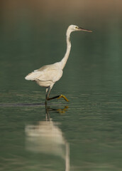 Western reef heron with green backdrop, Bahrain