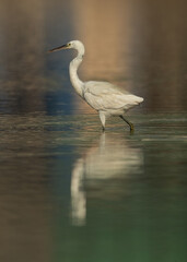 Western reef heron and dramatic reflection on water, Bahrain