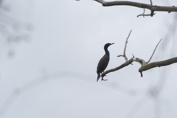Cormorant Perched On A Tree Branch In Spring