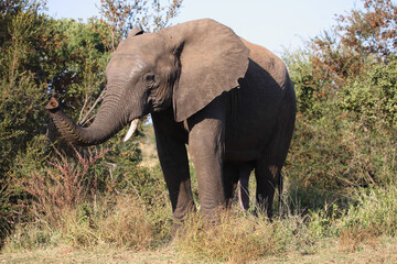 Obraz premium Afrikanischer Elefant / African elephant / Loxodonta africana