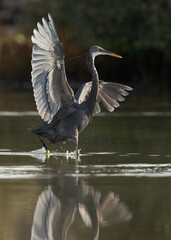 Western reef heron fishing at Maameer coast, Bahrain