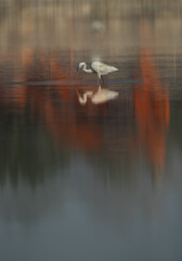 A double exposure image of Western reef heron fishing, Bahrain