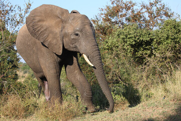 Obraz premium Afrikanischer Elefant / African elephant / Loxodonta africana