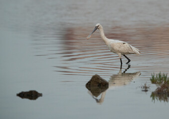 Eurasian Spoonbill in the morning light, Bahrain