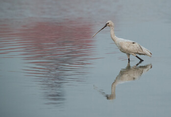 Eurasian Spoonbill in the early morning light with beautiful hue on water, Bahrain