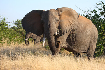 Fototapeta premium Afrikanischer Elefant / African elephant / Loxodonta africana