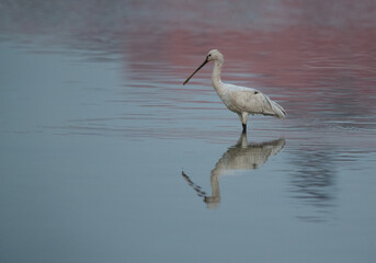 Eurasian Spoonbill in the morning light with beautiful hue on water, Bahrain