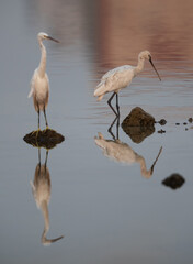 Eurasian Spoonbill and a western reef heron in the morning light, Bahrain