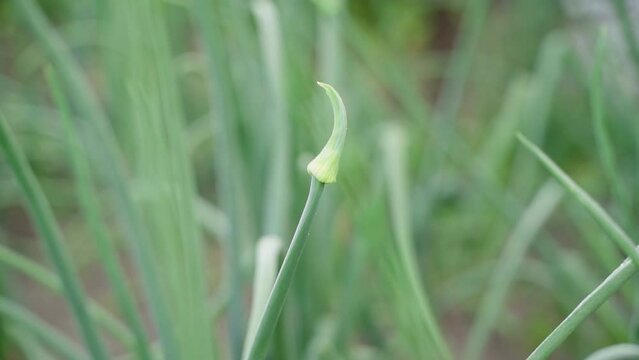 Arrow of onion close-up with a blurred background. Plantation with growing onions. Smooth slow motion camera