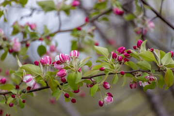 Crabapple Blossoms In Spring