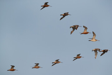 Bar-tailed Godwits flying at Maameer coast, Bahrain