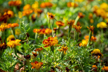 Beautiful tagetes flowers on a city flower bed on a sunny summer day - obrazy, fototapety, plakaty
