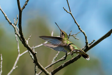 Flutter
