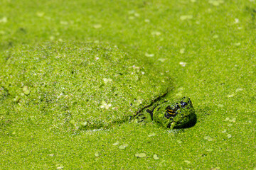 Peaking thru the Algae