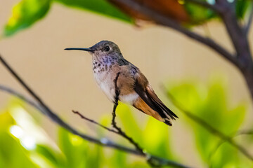 Allen's Hummingbird (Selasphorus sasin) Perched