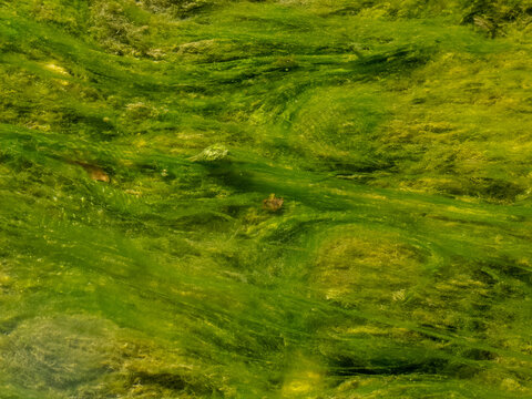 alghe fiume