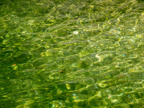 alghe fiume