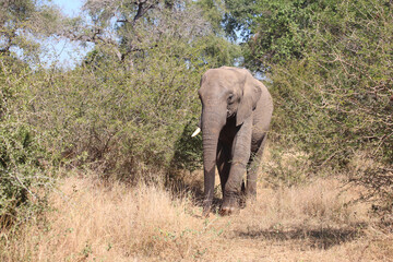 Obraz premium Afrikanischer Elefant / African elephant / Loxodonta africana