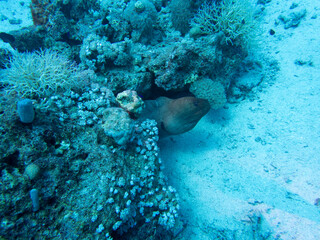 Scuba Diving in the Red Sea in Egypt