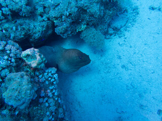 Fototapeta premium Scuba Diving in the Red Sea in Egypt
