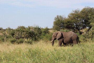 Afrikanischer Elefant / African elephant / Loxodonta africana