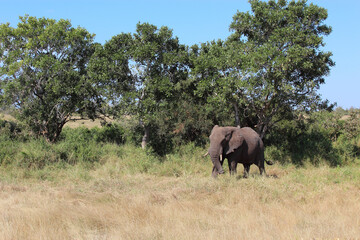 Afrikanischer Elefant / African elephant / Loxodonta africana