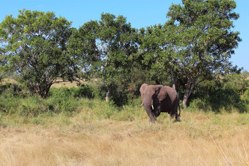 Afrikanischer Elefant / African elephant / Loxodonta africana