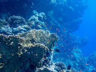 Scuba Diving in the Red Sea in Egypt