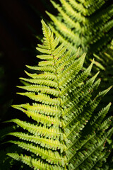 A detailed view of the leaves of a plant called a fern. This plant grows in parks and in the wild.