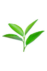 Lime leaves isolated on white background with clipping path