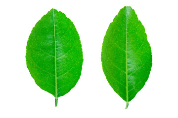 Lime leaves isolated on white background collection with clipping path