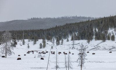 Bison in Winter in Yellowstone National Park Wyoming