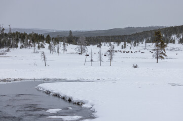 Bison in Winter in Yellowstone National Park Wyoming