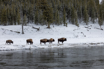 Fototapeta na wymiar Bison in Winter in Yellowstone National Park Wyoming