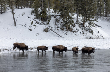 Bison in Winter in Yellowstone National Park Wyoming