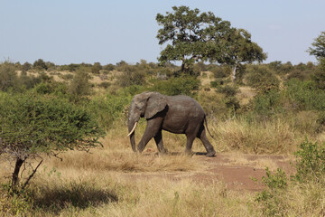 Obraz premium Afrikanischer Elefant / African elephant / Loxodonta africana