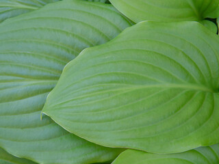 Obraz premium Closeup of green leaves