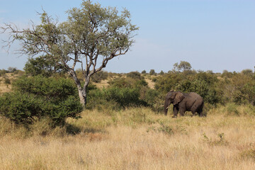 Afrikanischer Elefant / African elephant / Loxodonta africana