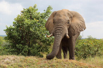 Afrikanischer Elefant / African elephant / Loxodonta africana