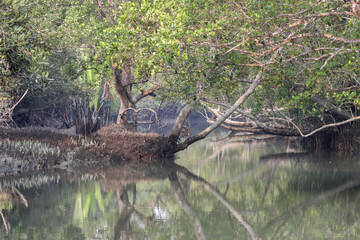 A canal in Sundarbans.Sundarbans is the biggest natural mangrove forest in the world, located between Bangladesh and India.this photo was taken from Bangladesh.